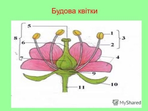 будова квітки Diagram | Quizlet